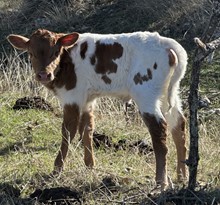 FF Miss Quiet Lady heifer 123