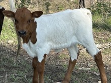 FF Fire Rose heifer 323