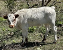 FF Nimble Jewel heifer 622