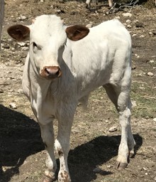 Cowgirl Comfort bull 422