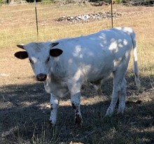 Cowgirl Comfort bull