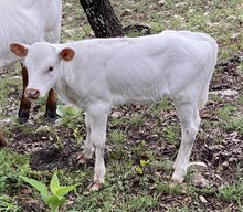 FF Cowgirl Comfort heifer 423