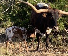 FF Tari’s Forte calf