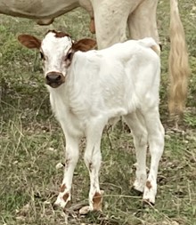 FF Nimble Jewel calf 923