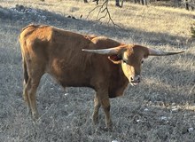 Mellow dreams steer FF 623