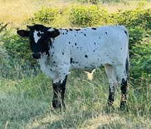 FF Miss Quiet Lady  bull 125