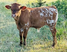 FF Fire Rose Bull 225