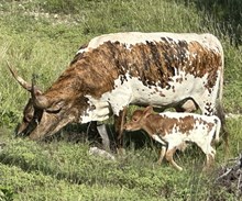 FF Painted Quilt calf 325