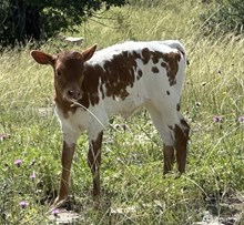 FF Painted Quilt heifer 325