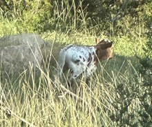 FF Oh Rocket calf 425