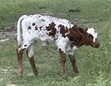 FF Oh Rocket calf 425