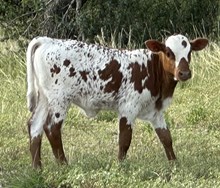 FF Oh Rocket heifer 425