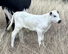 FF Miss Quiet lady heifer 126