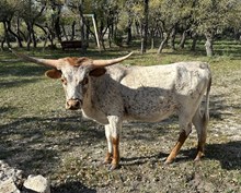 FF Tuff Sparkles 324