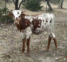 FF Awesome Rocket 425