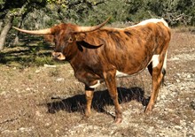 FF BRINDLE COWGIRL