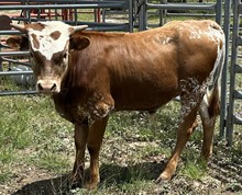 FF Oh Rocket bull 422