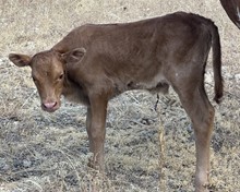 Mellow dreams bull 623