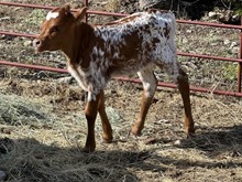 FF Tari’s Forte heifer 723