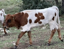 FF Miss Quiet Lady heifer 123