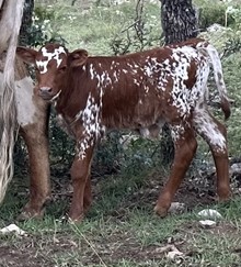Oh Rocket Bull FF 823