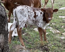 FF Miss Fireball heifer 1023